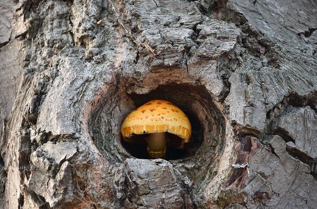 mushroom in tree