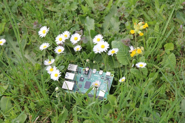 Raspberry Pi 4 with daisies