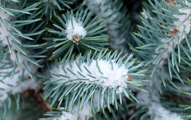 Close-up of snowy fir branches