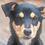 TheBitDog